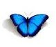  - mariposa_azul1